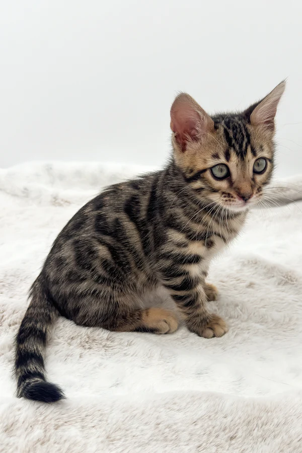 Dottie Female