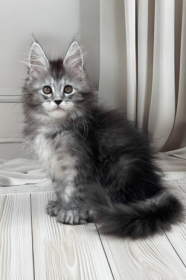 Linx Male