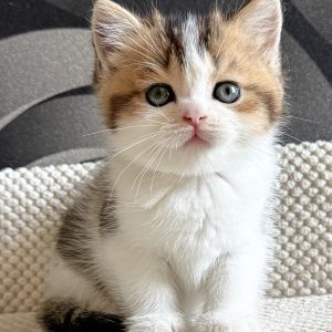 Lyra Female