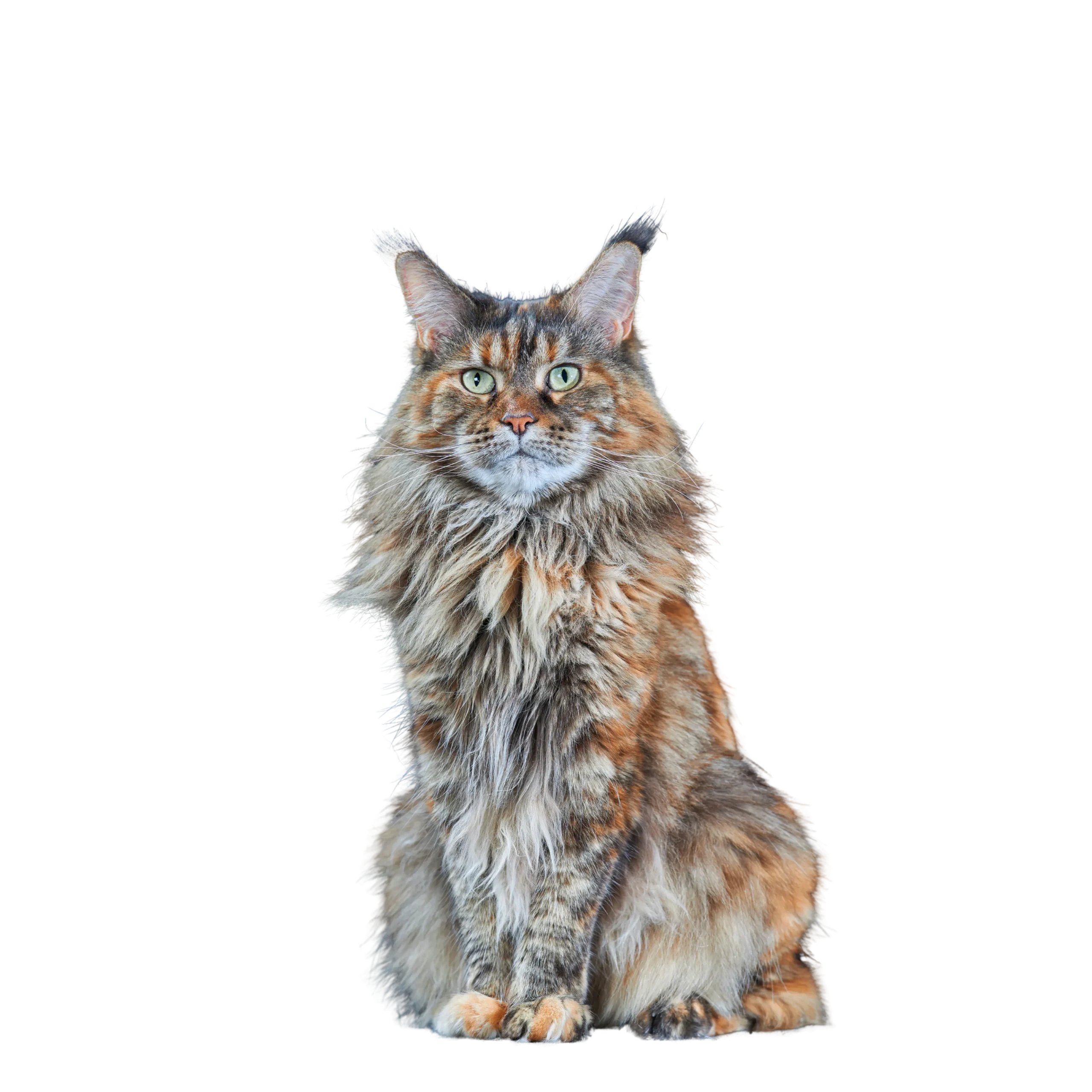 Maine_Coon_Cat_No_Background