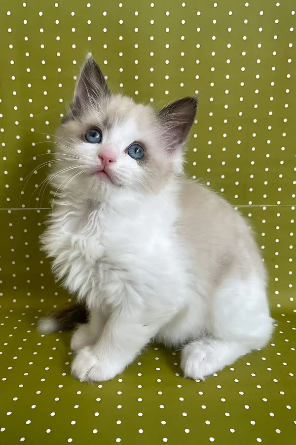 Bel Female