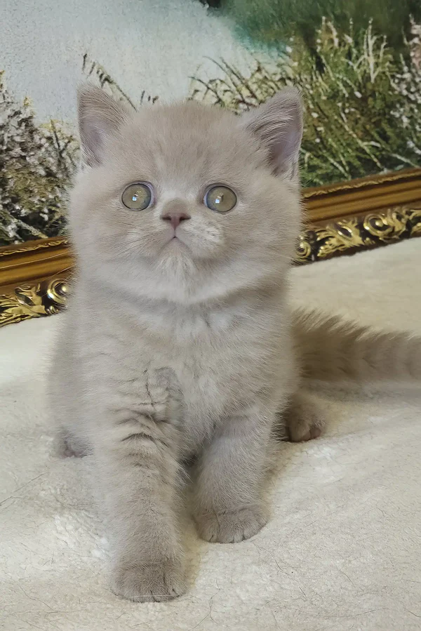 Sashka Male